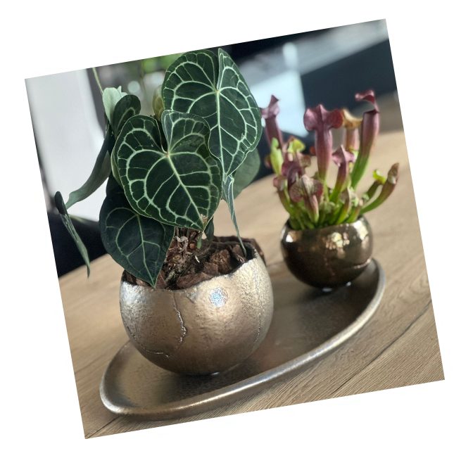 CK Bloemstyling | Claudia Konings Bloemstylist